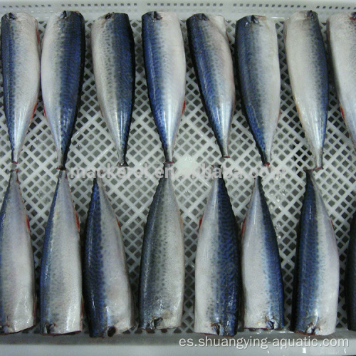 Las mejores marcas Frozen Fish Mackerel HGT para enlatado